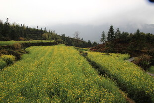 山间油菜田 绿意盎然