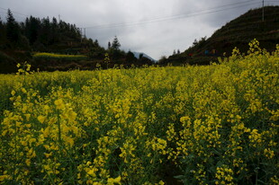 山间油菜花田美景
