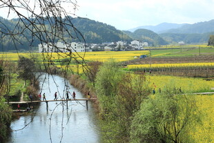 乡村河畔的春日田园风光