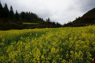 山间油菜花海美景
