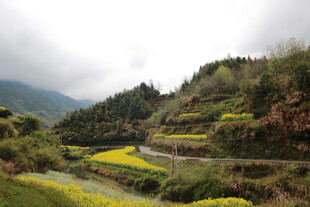 山间梯田油菜花美景