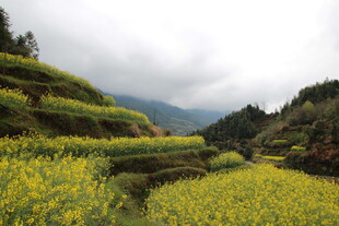 梯田油菜花田的美丽风光
