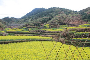 山间油菜梯田美景