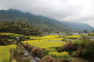 山间油菜田美景
