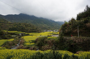 山间油菜田美景
