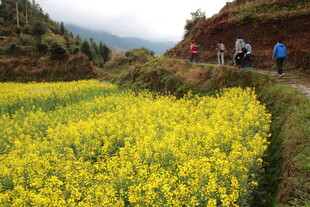 山间油菜田中的徒步者