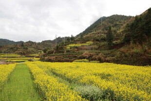 山间油菜花海田园美景