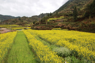 山间油菜花海田园美景