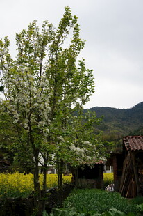 乡村春日田园美景