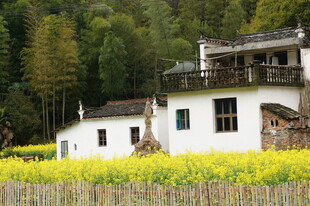 乡村白屋旁的灿烂油菜花田