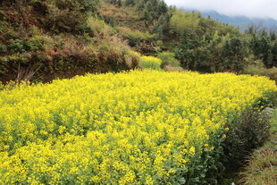 金黄油菜花田的田园风光