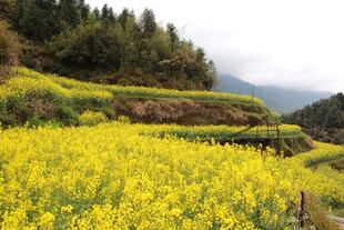 春日梯田油菜花美景