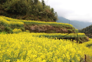 春日梯田油菜花美景