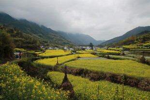 山间油菜花海田园美景