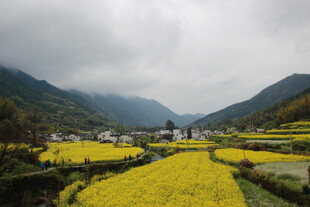 山间油菜花海田园美景