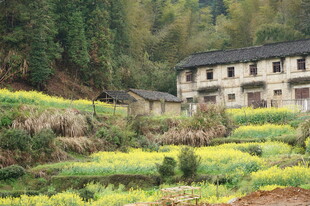 山村春日田园风光