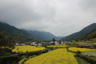 山间油菜花海田园风光