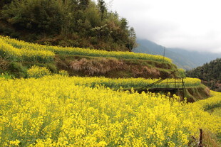山间油菜花海美景