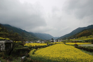 山间油菜花海美景