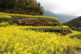 春日梯田油菜花美景
