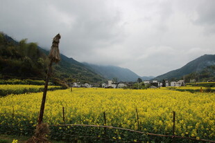 金黄油菜田与远山风景