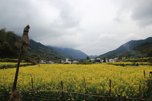 山间油菜花海美景