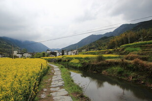 田园河畔的金黄油菜美景