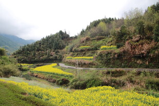 山间油菜田的美丽风光