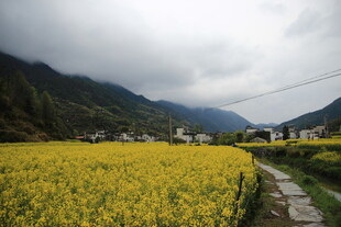 山间油菜花海田园美景