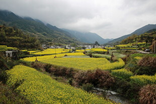 山间油菜田乡村美景