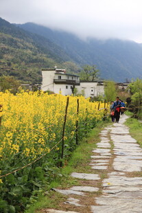 春日山间油菜田石板路