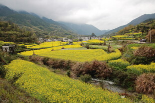 山间油菜花海田园美景