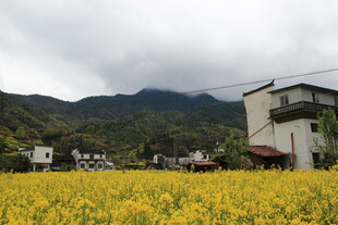 金黄油菜花田旁的山村景色