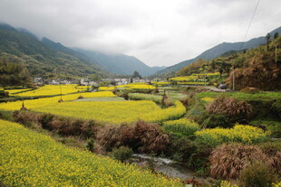 山间油菜田美景