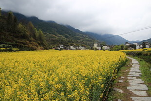 金黄油菜田中的乡间小径