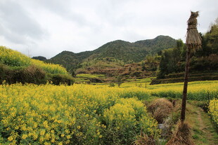 春日山间油菜花海美景