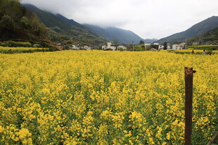 金黄油菜田与远山美景