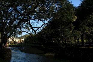 河畔绿树成荫的静谧风光