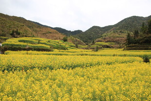 金黄油菜田与远山美景
