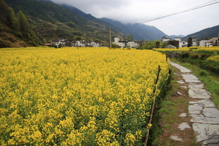 金黄油菜田中的石板小径