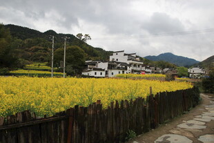 乡村田野间的美丽田园风光