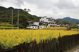 田园油菜花与白墙民居