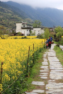 春日乡间石板路旁油菜花田