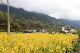 山间油菜花海村落美景
