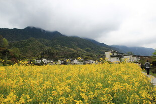 金黄油菜花田与远山美景