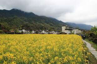 金黄油菜花田与远山村落