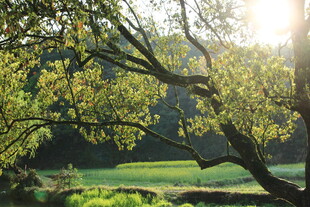 阳光洒落的绿意盎然树林