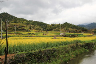 乡村田园风光 金黄稻田美景