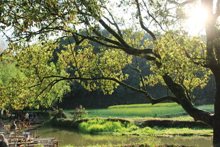 阳光照耀下的田园风光