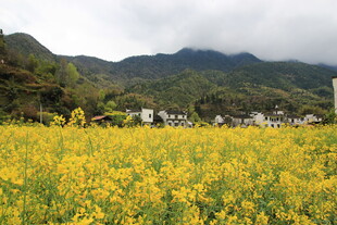 山间油菜花海美景